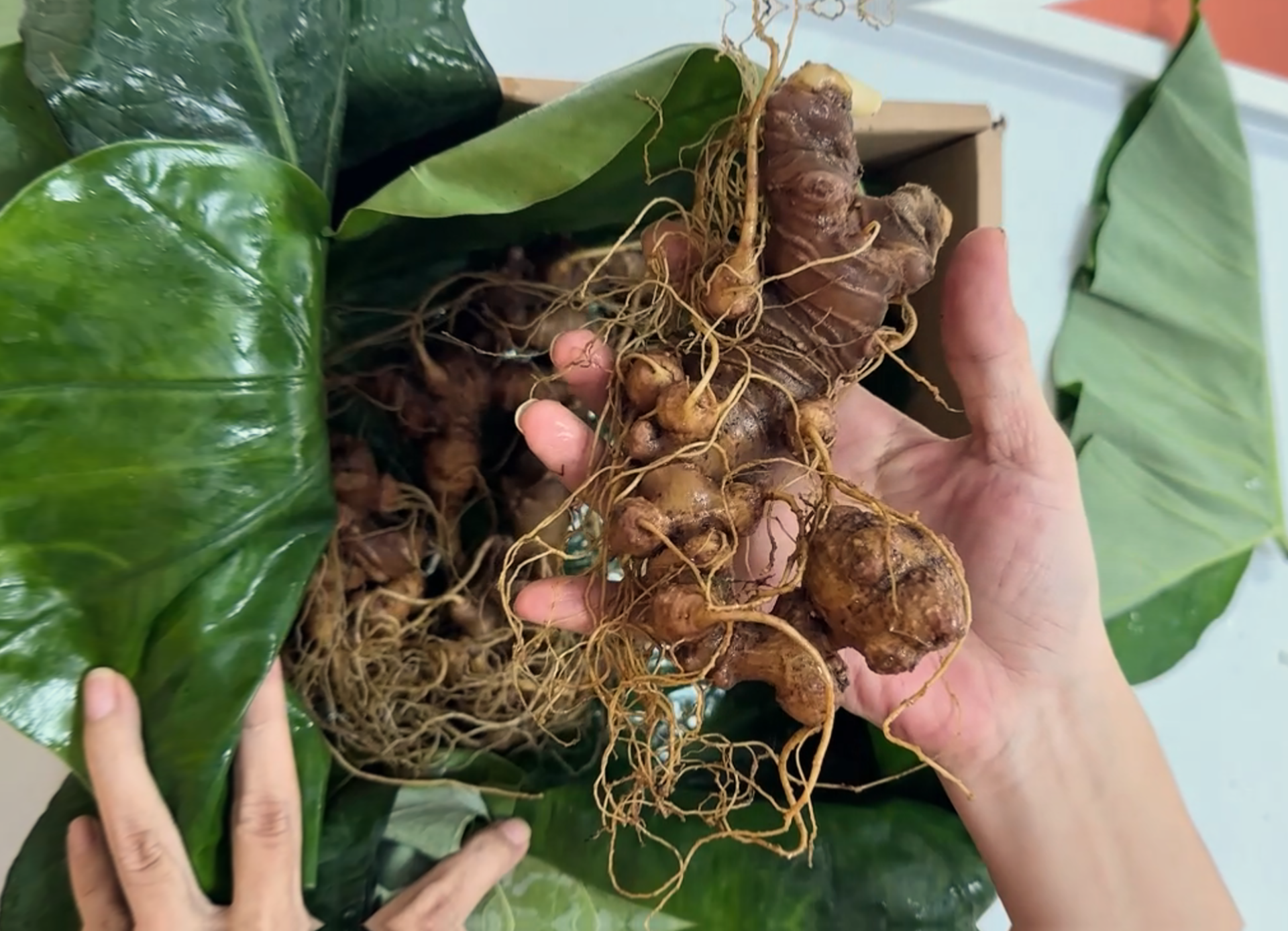 cách sử dụng sâm ngọc linh TRIMICO